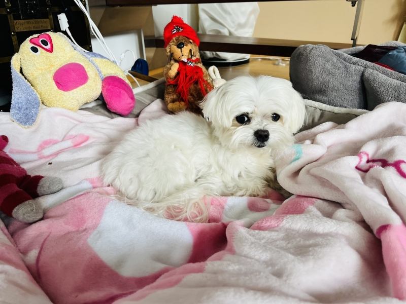 비엔나 펜트하우스 메인 이미지